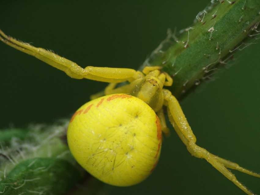 Żółty Pająk