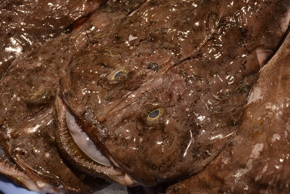 Would You like to eat some fish ?