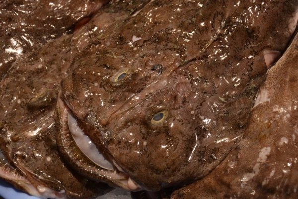 Would You like to eat some fish ?