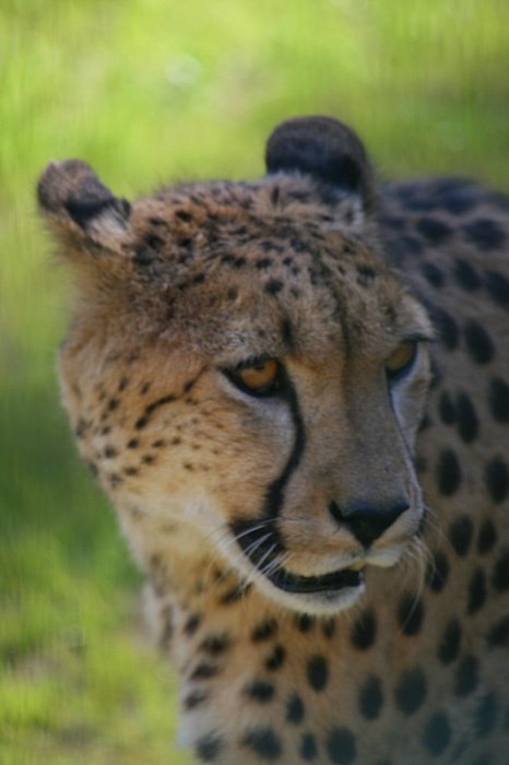 gepard