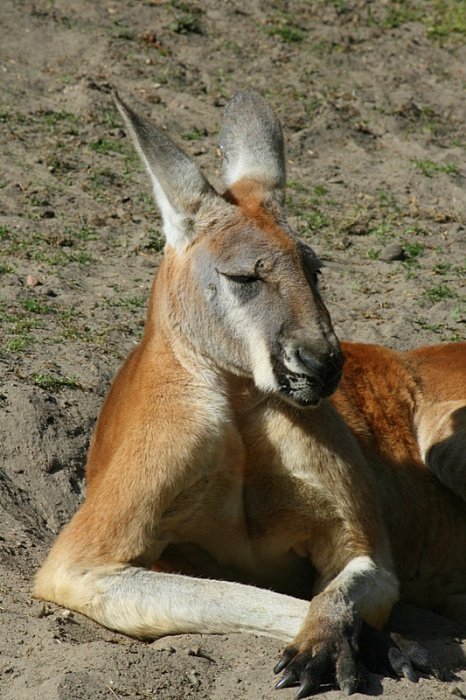 lenistwo w kolorze:)