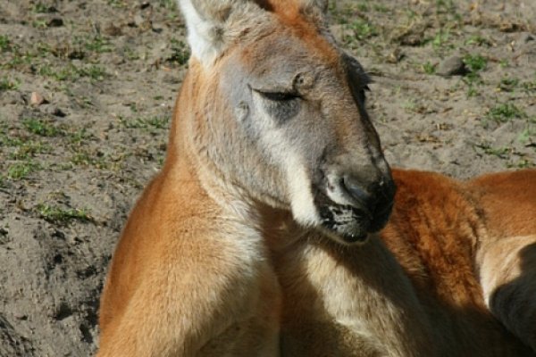 lenistwo w kolorze:)