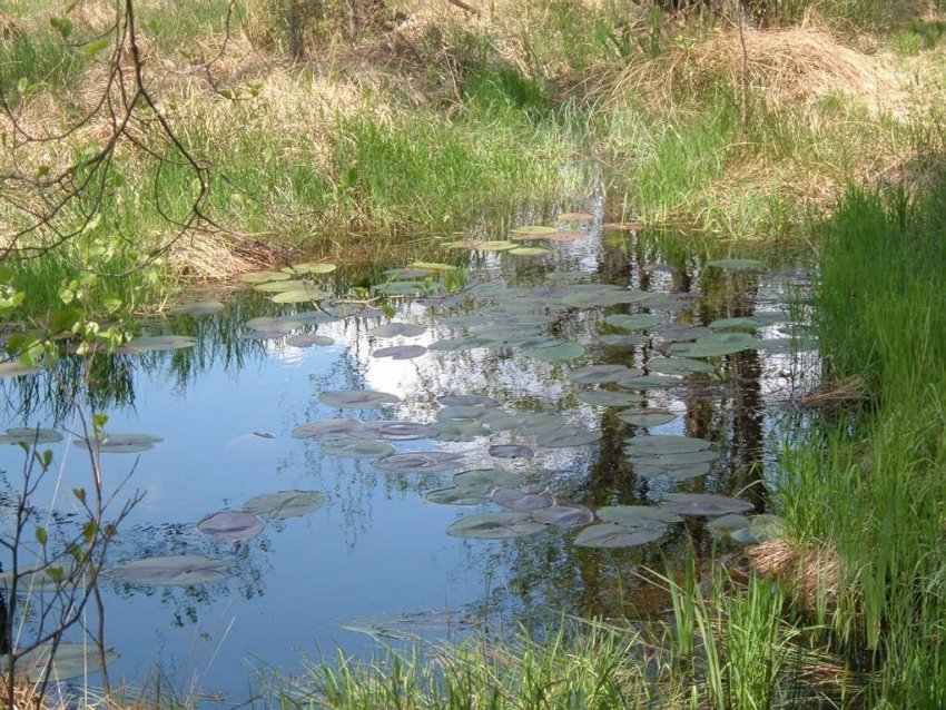 rezerwat przyrody w... Piłce:)