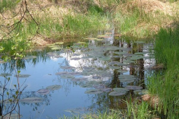 rezerwat przyrody w... Piłce:)