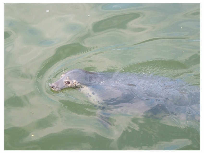 kokieteryjne spojrzenie?:))