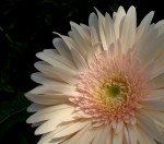 ....gerbery kawałek