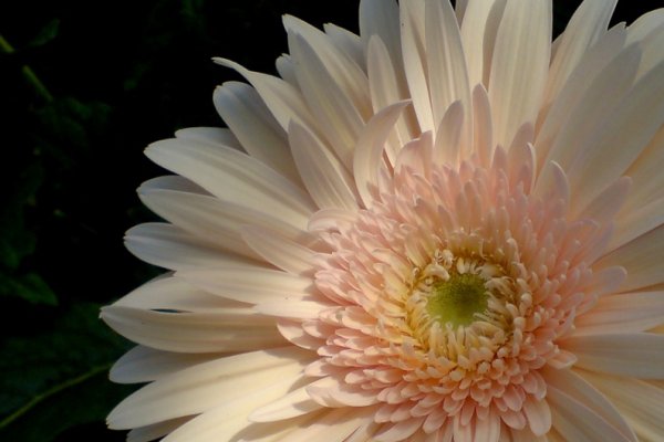 ....gerbery kawałek