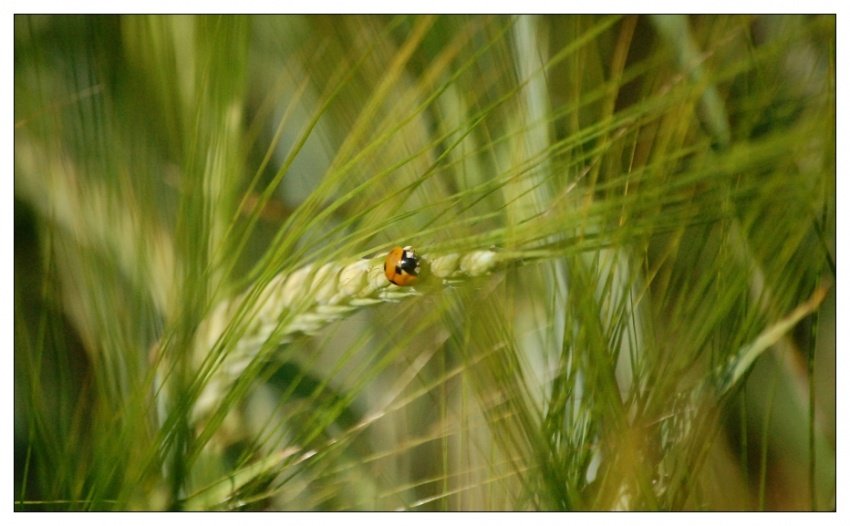 buszująca w zbożu..