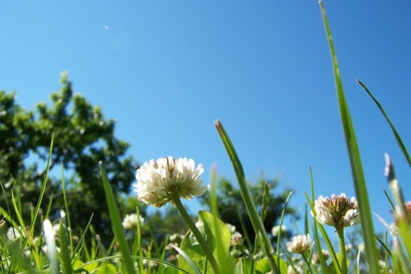 żółty i niebieski