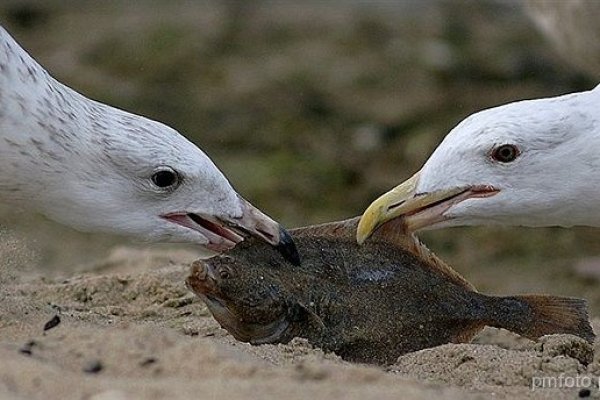 Gdzie dwóch się bije, tzm trzeci ginie