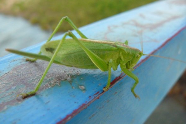 obcy są wśród nas