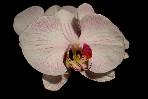 Phalaenopsis