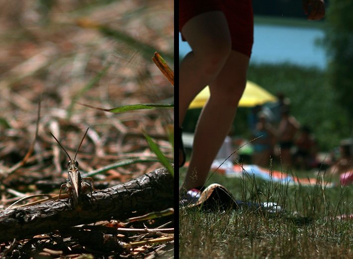 Z perspektywy konika