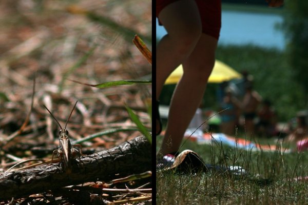 Z perspektywy konika