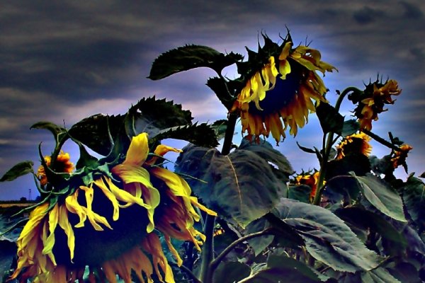 słonecznikowy eksperyment