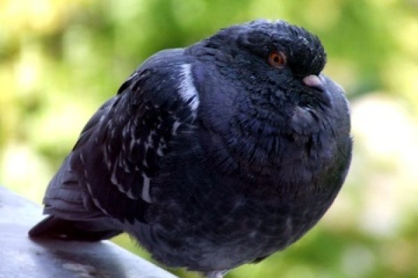 Gołab na ...parapecie