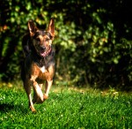 Jeki-piesek kolezanki