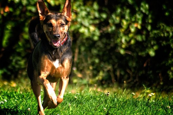 Jeki-piesek kolezanki