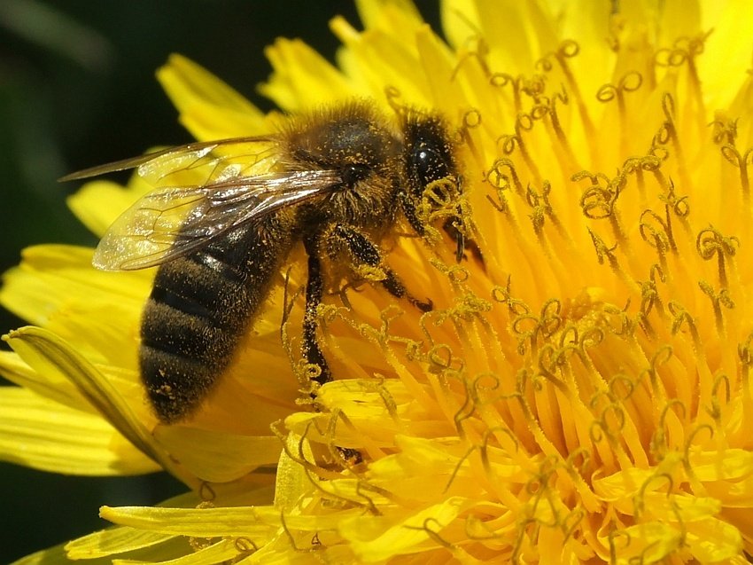 Ostrożnie, Można Się Zaplątać...