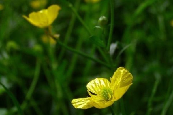 Słoneczne Imaginacje