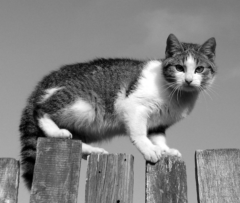 Nie Zaczepiaj Mnie...