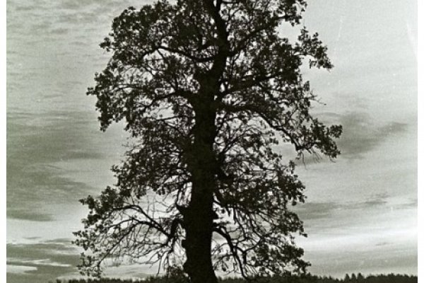 Pamiec o tej ziemi zyje razem z toba