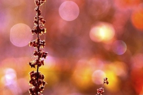 z porannego pleneru :)