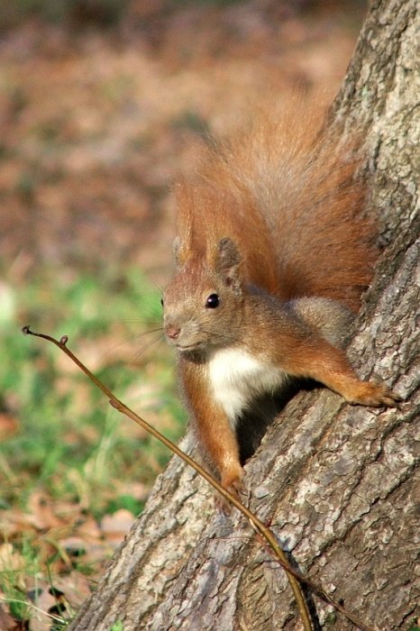 Złap mnie jeśli potrafisz...