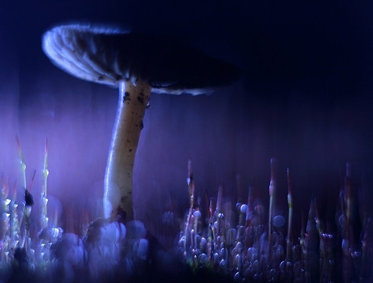 w księzycowej poświacie