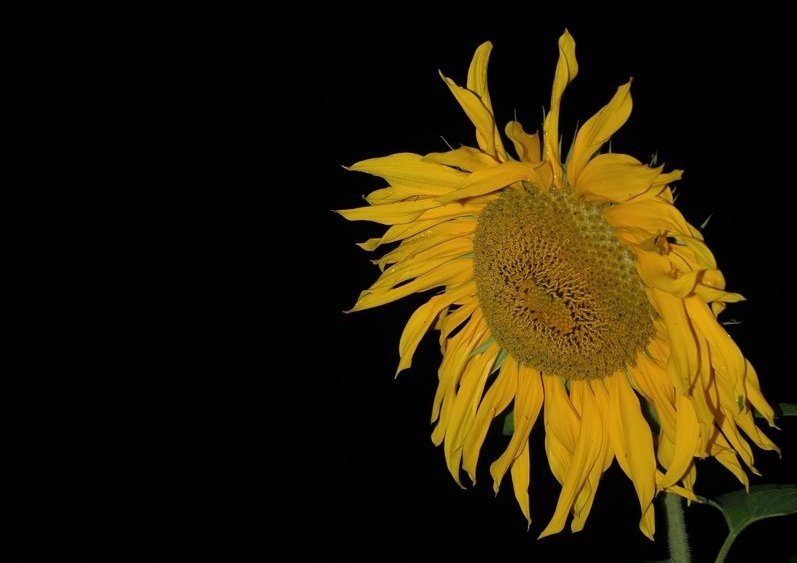 Słonecznik nocą...