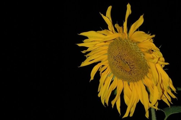 Słonecznik nocą...