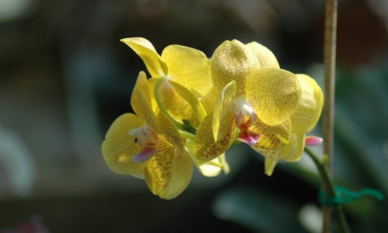 Orchidea