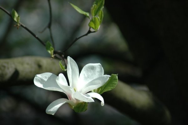 Magnolia