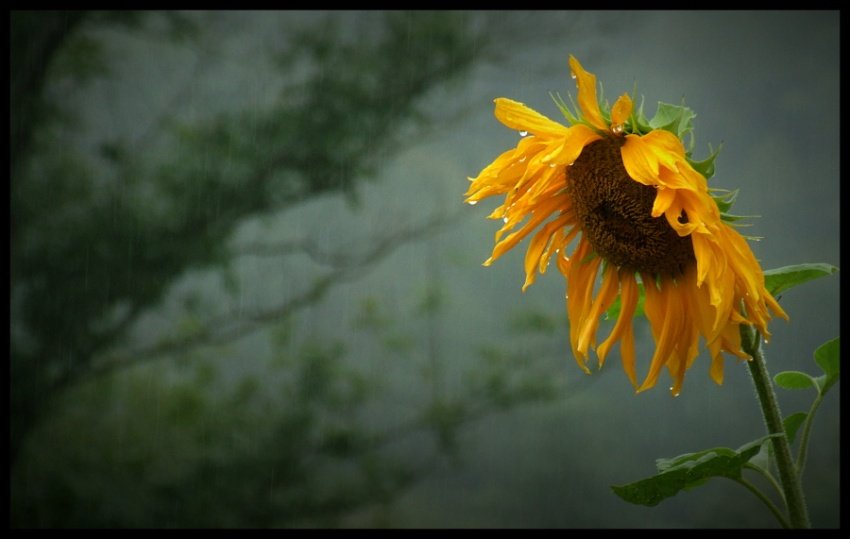 Słonecznik deszczem...