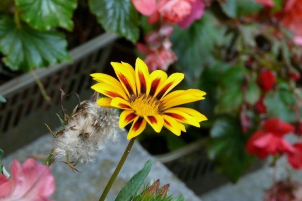 taki jeden maly kwiatek