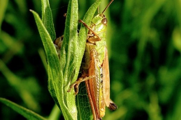 Bieszczadzki koń :)