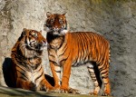 tygrysie małżeństwo