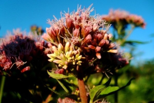 Piękno dorastania kwiata