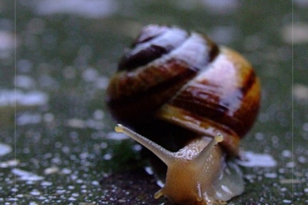 Zygfryd episode I: Rogi