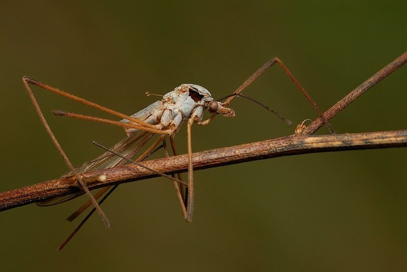 Koziółka warzywna-end