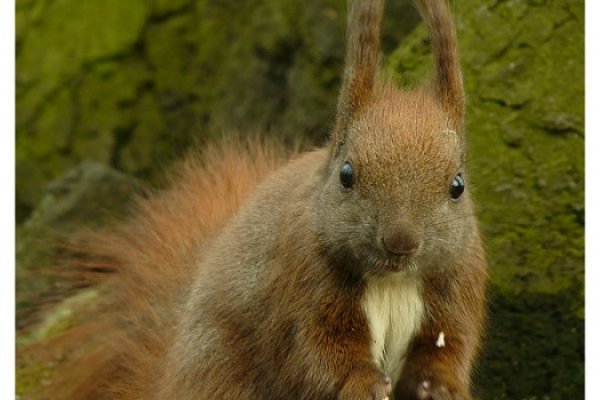 Sciurus vulgaris.