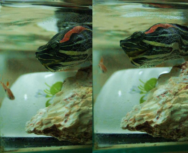 Żółwik i jego ofiara