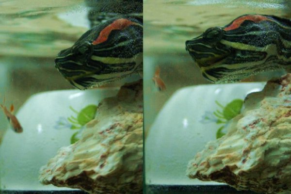 Żółwik i jego ofiara