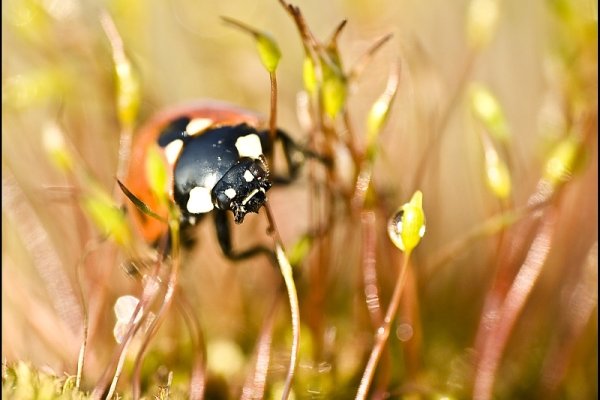 Biedrona z dzisiejszego plenerku :)