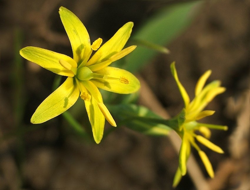 W stronę Słońca...