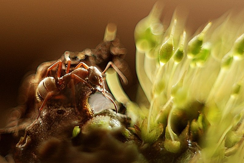 Bestia z mojego ogródka