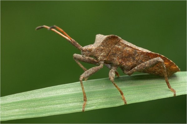 Wtyk straszyk-atlasowo