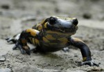 Salamandra