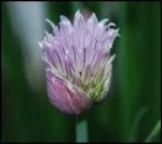 Chive