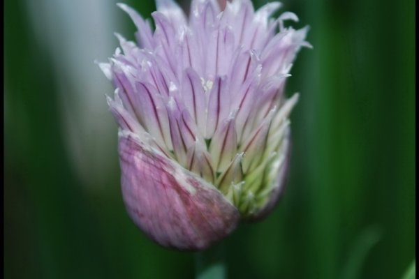Chive
